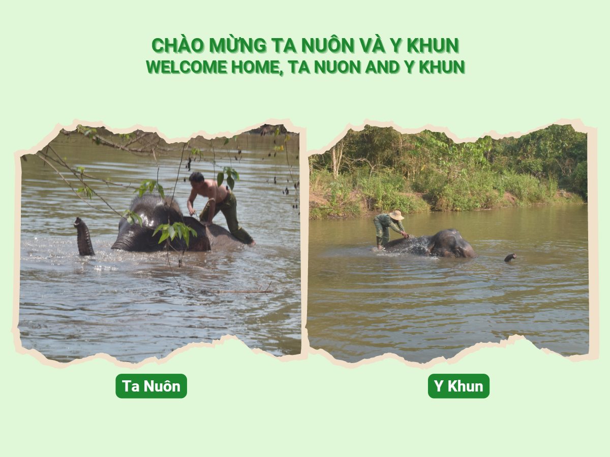 Vườn quốc gia Yok Don chào đón thêm 2 cá thể voi tham gia “Mô hình du lịch thân thiện với Voi”